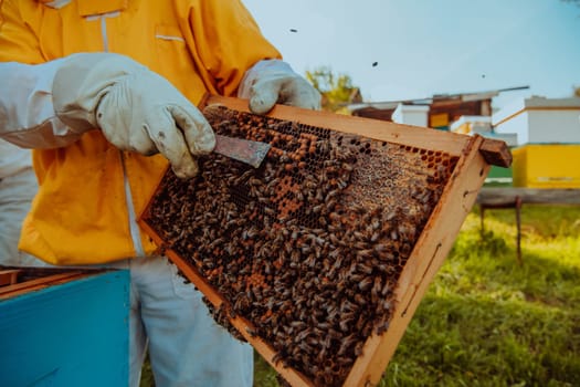 Beekeeper checking honey on the beehive frame in the field. Small business owner on apiary. Natural healthy food produceris working with bees and beehives on the apiary