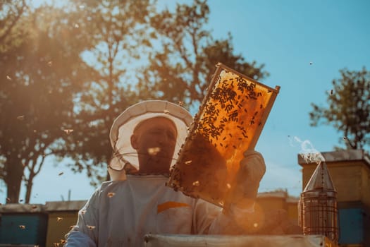 Beekeeper checking honey on the beehive frame in the field. Small business owner on apiary. Natural healthy food produceris working with bees and beehives on the apiary