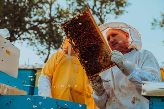 Beekeepers checking honey on the beehive frame in the field. Small business owners on apiary. Natural healthy food produceris working with bees and beehives on the apiary