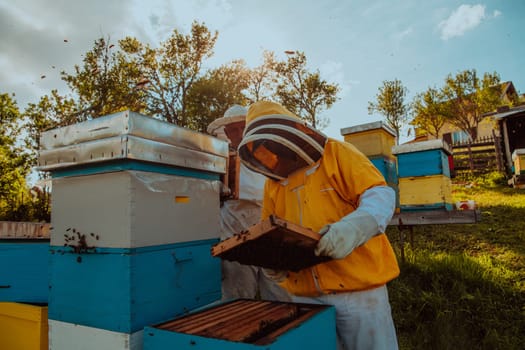 Beekeepers checking honey on the beehive frame in the field. Small business owners on apiary. Natural healthy food produceris working with bees and beehives on the apiary