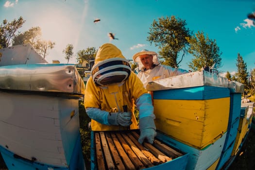 Beekeeper checking honey on the beehive frame in the field. Small business owner on apiary. Natural healthy food produceris working with bees and beehives on the apiary