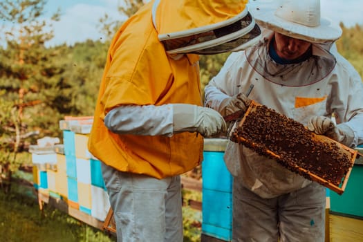 Beekeepers checking honey on the beehive frame in the field. Small business owners on apiary. Natural healthy food produceris working with bees and beehives on the apiary