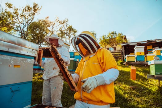 Beekeepers checking honey on the beehive frame in the field. Small business owners on apiary. Natural healthy food produceris working with bees and beehives on the apiary