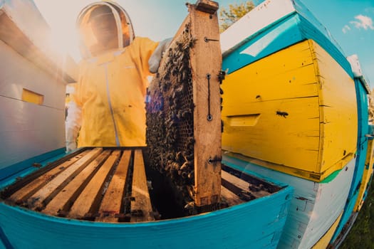 Beekeeper checking honey on the beehive frame in the field. Small business owner on apiary. Natural healthy food produceris working with bees and beehives on the apiary