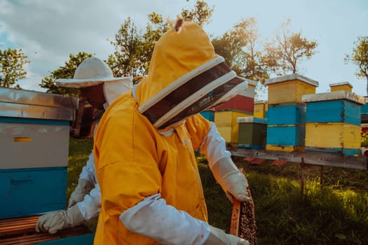 Beekeepers checking honey on the beehive frame in the field. Small business owners on apiary. Natural healthy food produceris working with bees and beehives on the apiary