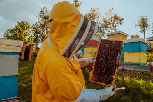 Beekeeper checking honey on the beehive frame in the field. Small business owner on apiary. Natural healthy food produceris working with bees and beehives on the apiary