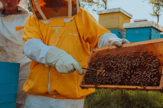 Beekeepers checking honey on the beehive frame in the field. Small business owners on apiary. Natural healthy food produceris working with bees and beehives on the apiary