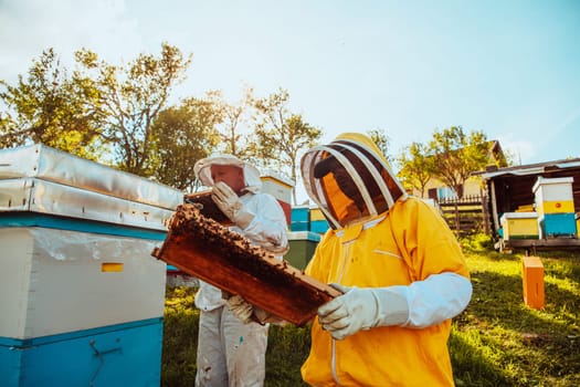 Beekeepers checking honey on the beehive frame in the field. Small business owners on apiary. Natural healthy food produceris working with bees and beehives on the apiary