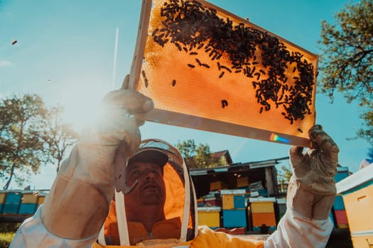 Wide shot of a beekeeper holding the beehive frame filled with honey against the sunlight in the field full of flowers.