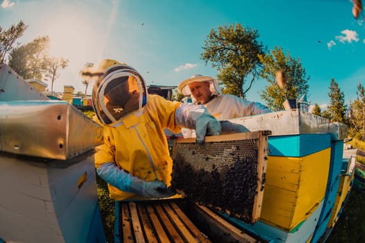 Beekeeper checking honey on the beehive frame in the field. Small business owner on apiary. Natural healthy food produceris working with bees and beehives on the apiary