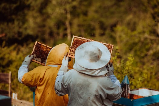 Beekeepers checking honey on the beehive frame in the field. Small business owners on apiary. Natural healthy food produceris working with bees and beehives on the apiary