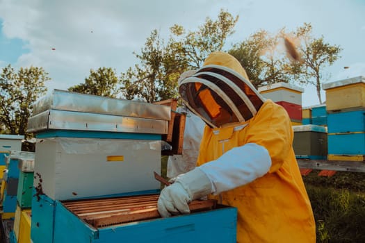 Beekeeper checking honey on the beehive frame in the field. Small business owner on apiary. Natural healthy food produceris working with bees and beehives on the apiary