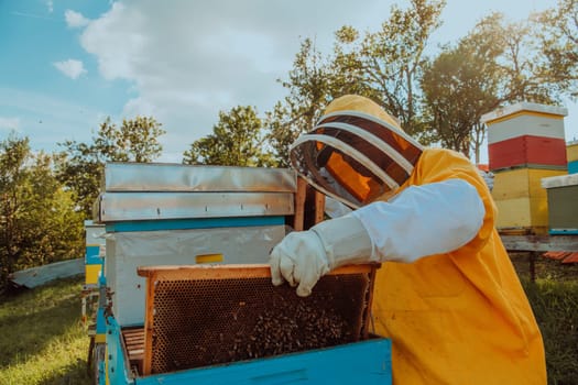 Beekeeper checking honey on the beehive frame in the field. Small business owner on apiary. Natural healthy food produceris working with bees and beehives on the apiary