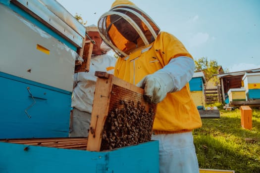 Beekeepers checking honey on the beehive frame in the field. Small business owners on apiary. Natural healthy food produceris working with bees and beehives on the apiary