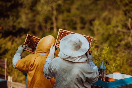 Beekeepers checking honey on the beehive frame in the field. Small business owners on apiary. Natural healthy food produceris working with bees and beehives on the apiary