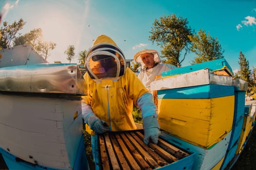 Beekeeper checking honey on the beehive frame in the field. Small business owner on apiary. Natural healthy food produceris working with bees and beehives on the apiary