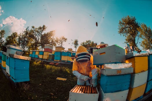 Beekeeper checking honey on the beehive frame in the field. Small business owner on apiary. Natural healthy food produceris working with bees and beehives on the apiary