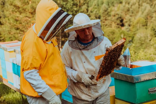 Beekeepers checking honey on the beehive frame in the field. Small business owners on apiary. Natural healthy food produceris working with bees and beehives on the apiary