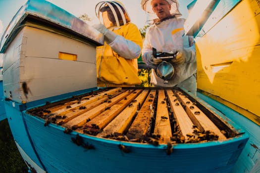 Beekeeper checking honey on the beehive frame in the field. Small business owner on apiary. Natural healthy food produceris working with bees and beehives on the apiary