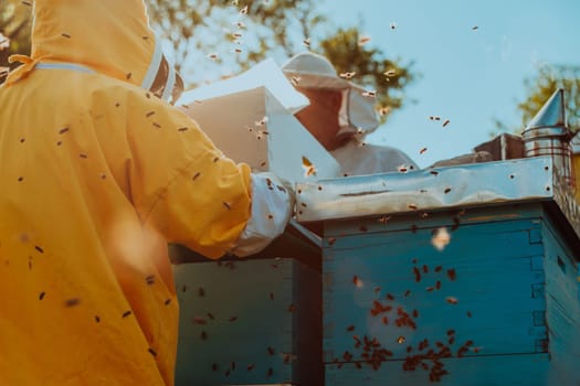 Beekeepers checking honey on the beehive frame in the field. Small business owners on apiary. Natural healthy food produceris working with bees and beehives on the apiary