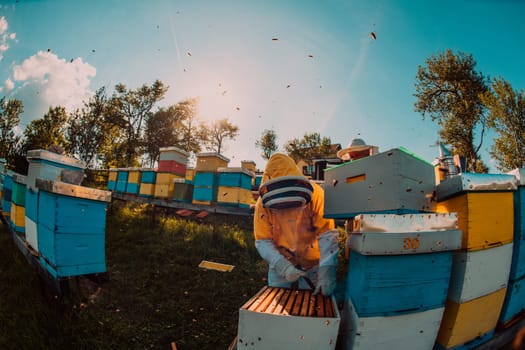 Beekeeper checking honey on the beehive frame in the field. Small business owner on apiary. Natural healthy food produceris working with bees and beehives on the apiary