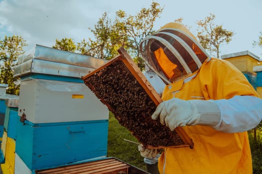 Beekeeper checking honey on the beehive frame in the field. Small business owner on apiary. Natural healthy food produceris working with bees and beehives on the apiary