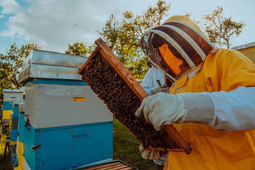 Beekeeper checking honey on the beehive frame in the field. Small business owner on apiary. Natural healthy food produceris working with bees and beehives on the apiary