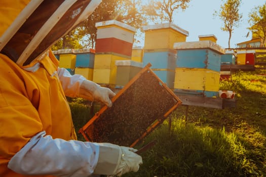 Beekeeper checking honey on the beehive frame in the field. Small business owner on apiary. Natural healthy food produceris working with bees and beehives on the apiary