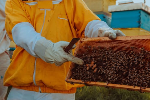 The beekeeper checks the queens for the honeycomb. Beekeepers check honey quality and honey parasites. A beekeeper works with bees and beehives in an apiary.