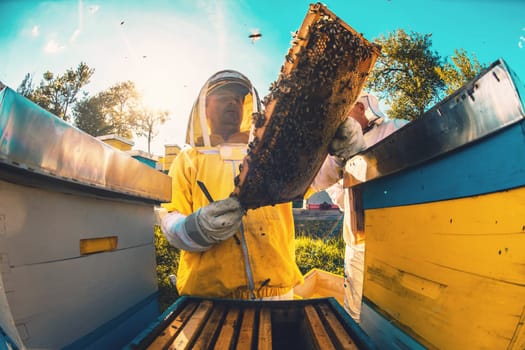 Beekeeper checking honey on the beehive frame in the field. Small business owner on apiary. Natural healthy food produceris working with bees and beehives on the apiary