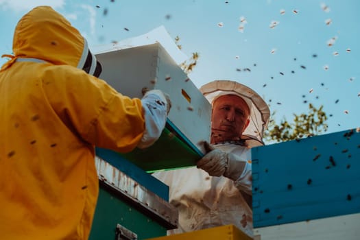 Beekeepers checking honey on the beehive frame in the field. Small business owners on apiary. Natural healthy food produceris working with bees and beehives on the apiary