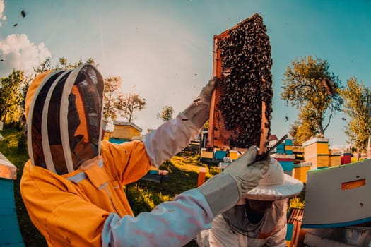 Beekeeper checking honey on the beehive frame in the field. Small business owner on apiary. Natural healthy food produceris working with bees and beehives on the apiary