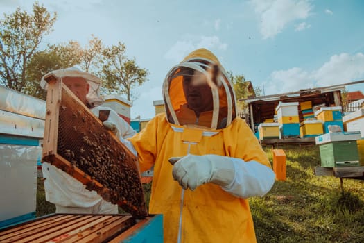 Beekeepers checking honey on the beehive frame in the field. Small business owners on apiary. Natural healthy food produceris working with bees and beehives on the apiary