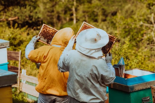 Beekeepers checking honey on the beehive frame in the field. Small business owners on apiary. Natural healthy food produceris working with bees and beehives on the apiary