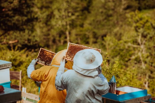 Beekeepers checking honey on the beehive frame in the field. Small business owners on apiary. Natural healthy food produceris working with bees and beehives on the apiary