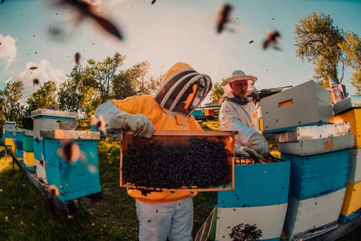 Beekeeper checking honey on the beehive frame in the field. Small business owner on apiary. Natural healthy food produceris working with bees and beehives on the apiary