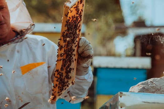 Beekeeper checking honey on the beehive frame in the field. Small business owner on apiary. Natural healthy food produceris working with bees and beehives on the apiary