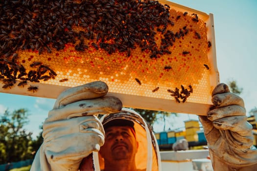 Wide shot of a beekeeper holding the beehive frame filled with honey against the sunlight in the field full of flowers.