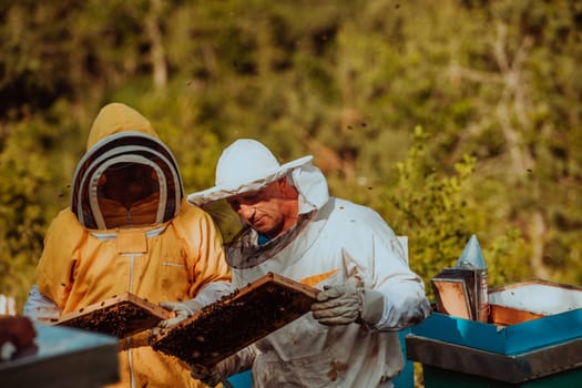 Beekeepers checking honey on the beehive frame in the field. Small business owners on apiary. Natural healthy food produceris working with bees and beehives on the apiary