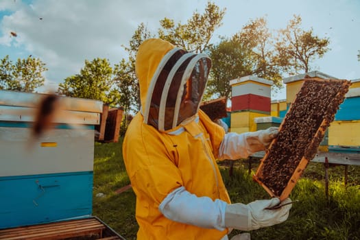 Beekeeper checking honey on the beehive frame in the field. Small business owner on apiary. Natural healthy food produceris working with bees and beehives on the apiary