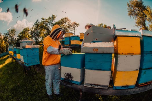 Beekeeper checking honey on the beehive frame in the field. Small business owner on apiary. Natural healthy food produceris working with bees and beehives on the apiary