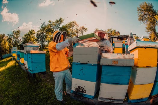 Beekeeper checking honey on the beehive frame in the field. Small business owner on apiary. Natural healthy food produceris working with bees and beehives on the apiary