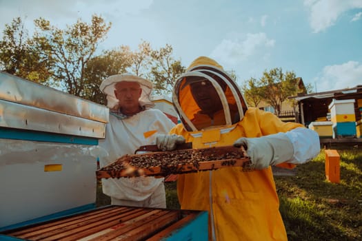 Beekeepers checking honey on the beehive frame in the field. Small business owners on apiary. Natural healthy food produceris working with bees and beehives on the apiary