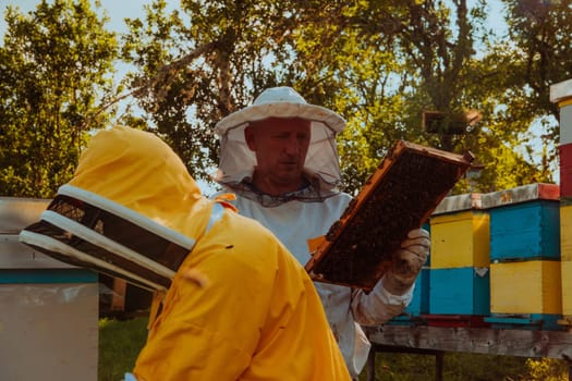 Beekeepers checking honey on the beehive frame in the field. Small business owners on apiary. Natural healthy food produceris working with bees and beehives on the apiary