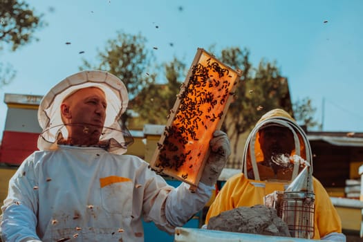 Beekeepers checking honey on the beehive frame in the field. Small business owners on apiary. Natural healthy food produceris working with bees and beehives on the apiary