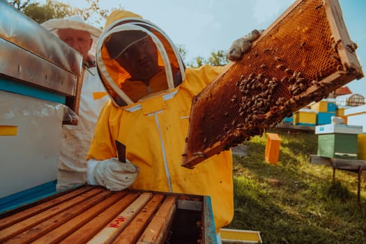 Beekeepers checking honey on the beehive frame in the field. Small business owners on apiary. Natural healthy food produceris working with bees and beehives on the apiary