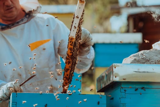 Beekeeper checking honey on the beehive frame in the field. Small business owner on apiary. Natural healthy food produceris working with bees and beehives on the apiary