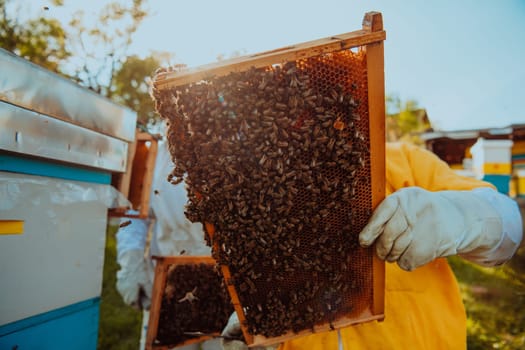 Beekeepers checking honey on the beehive frame in the field. Small business owners on apiary. Natural healthy food produceris working with bees and beehives on the apiary