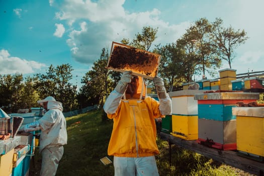 Beekeeper checking honey on the beehive frame in the field. Small business owner on apiary. Natural healthy food produceris working with bees and beehives on the apiary