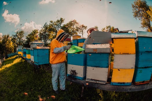 Beekeeper checking honey on the beehive frame in the field. Small business owner on apiary. Natural healthy food produceris working with bees and beehives on the apiary